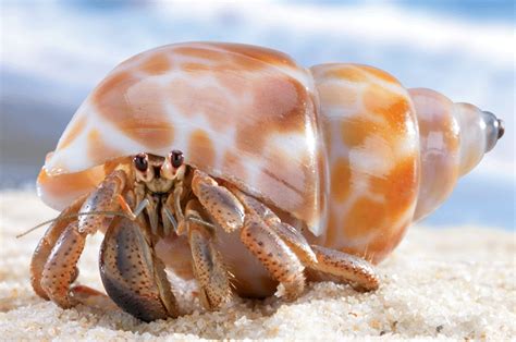 Spotted Shell Hermit Hermit Crabs Photo Fanpop