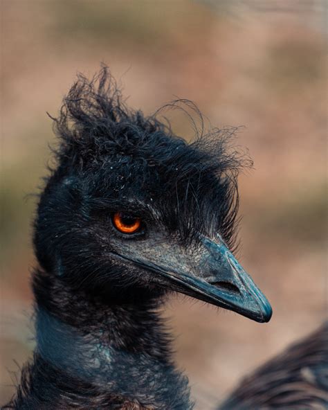 Black And Gray Bird Head · Free Stock Photo