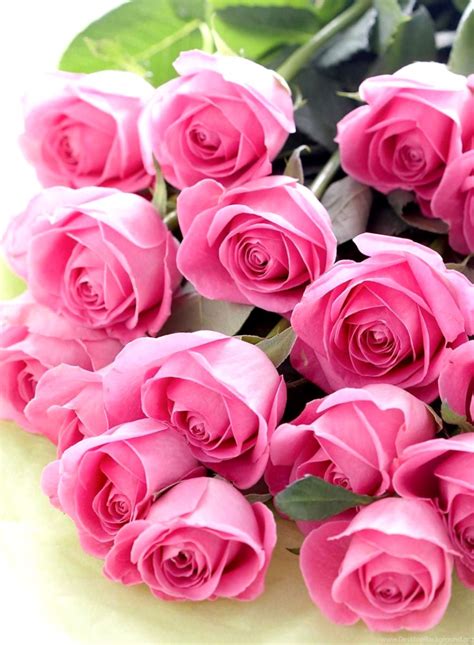 Rose Images Hd Download Full Hd Pink Rose Wallpaper Hd Wallpaper