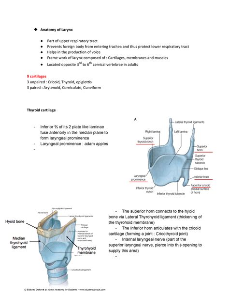 Anatomy Of Larynx Anatomy Of Larynx Part Of Upper Respiratory Tract