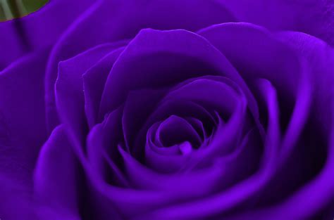 Both of our entrees were excellent too. Purple Roses Wallpapers ·① WallpaperTag