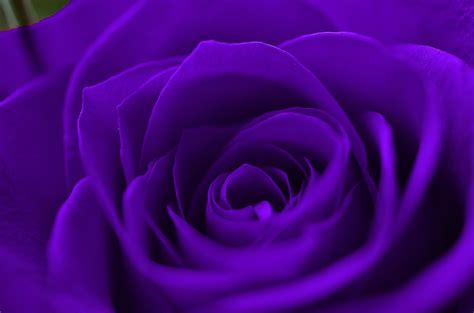 Download wallpapers rose for desktop and mobile in hd, 4k and 8k resolution. Violet Rose Wallpaper (60+ images)