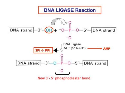 Biochemistry Dna Ligase Mechanism Biology Stack Exchange