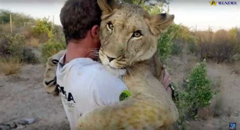 Can Lions And Humans Be Friends