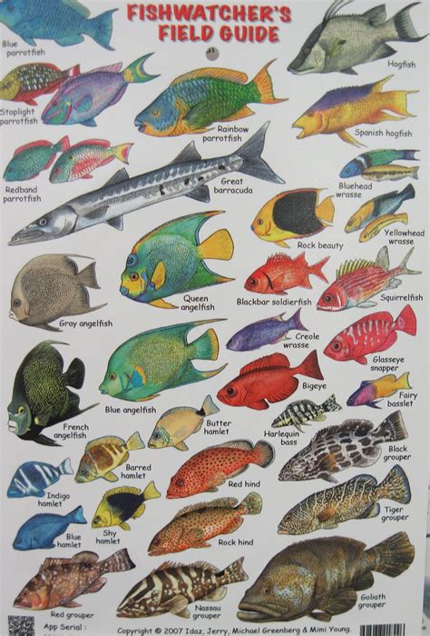 Caribbean Fish Identification Chart