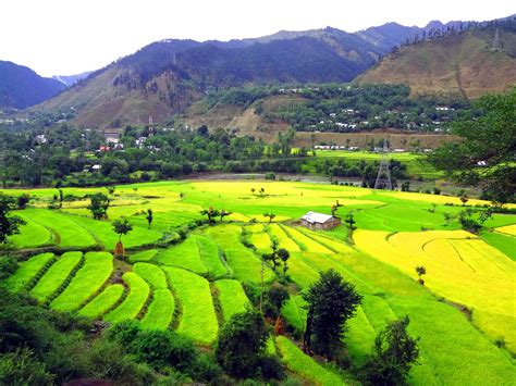 Farm Kashmir Travel Destinations In India Honeymoon Place Kashmir Trip