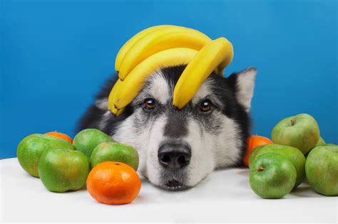 Dogs should not eat the pits of the fruit. What Fruits Can Dogs Eat? 12 Safe Options - Ollie Blog