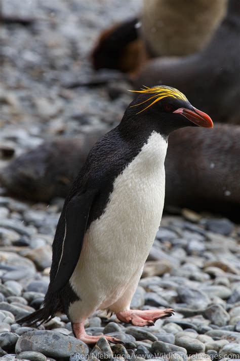 Macaroni Penguin Antarctica Photos By Ron Niebrugge