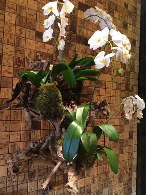 Beautiful Diy Hanging Orchids Ideas 5 Onechitecture Hanging Orchid Orchids Garden