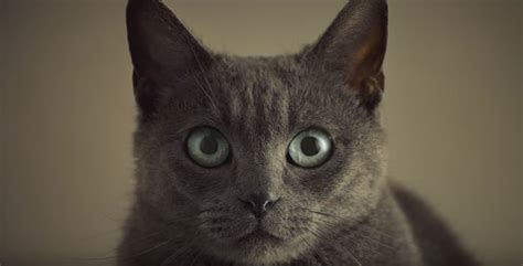 Courtney first appeared as the character in early 2008, and, in the decade since, revenues for the insurance giant grew from $13 billion in 2008 to a whopping $36 billion in 2019. Romantic Cat Food Ads : Sheba cat food