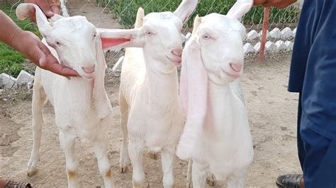 Your Gulabi Breed Pure White 03354746487 Goat Farming Bakriyon Ki Youtube