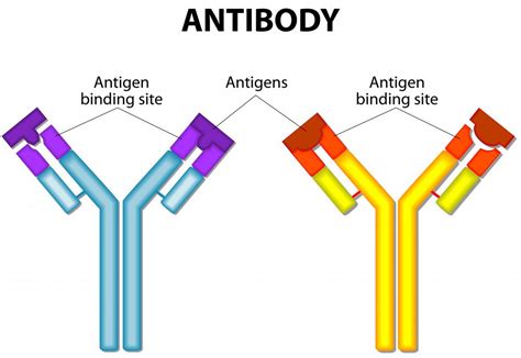 What Is Antigen Antibody Binding With Pictures