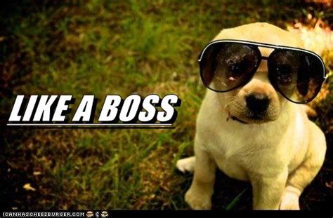 I Has A Hotdog Like A Boss Funny Dog Pictures Dog Memes Puppy