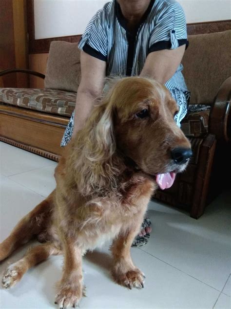 In order to keep our staff and clients safe, only pet doctors staff are allowed in the clinic. Photo Gallery | Kvets - Pet Clinic Near Me in Bangalore ...