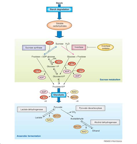 Carbohydrate Metabolism Pathway