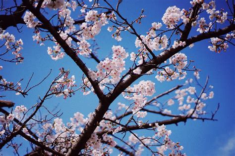 Cherry blossoms dating, with nearly 50 years in business, is the world's most experienced, most trusted and therefore the most successful filipino, asian & international dating site. DC Cherry Blossoms to Reach Peak Bloom Within Few Days ...