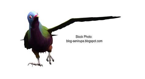 Ribuan sumber daya gambar png baru ditambahkan setiap hari. Gokil 17+ Gambar Burung Merak Png