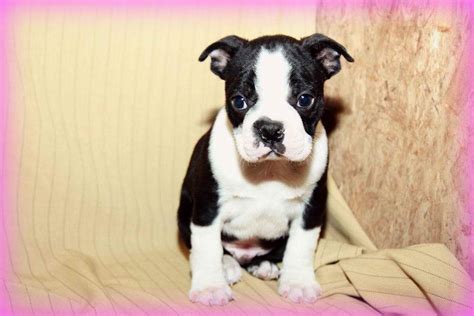 Boston Terrier Puppies For Sale Craigslist Petsidi