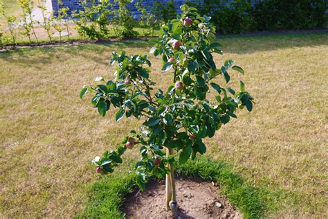 20 Dwarf Fruit Trees To Grow When Space Is Limited