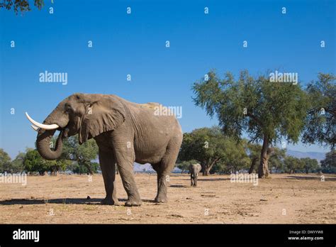 African Elephant Bull Loxodonta Africana Eating Stock Photo Alamy