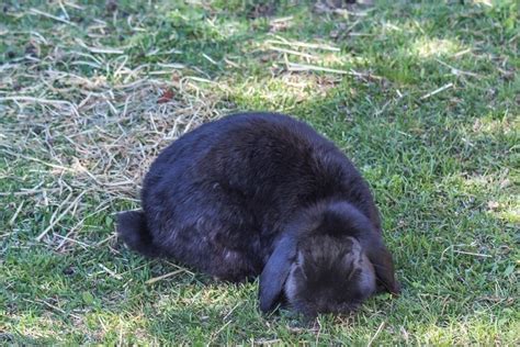 Cashmere Lop Rabbit Facts Lifespan Traits And Care With Pictures