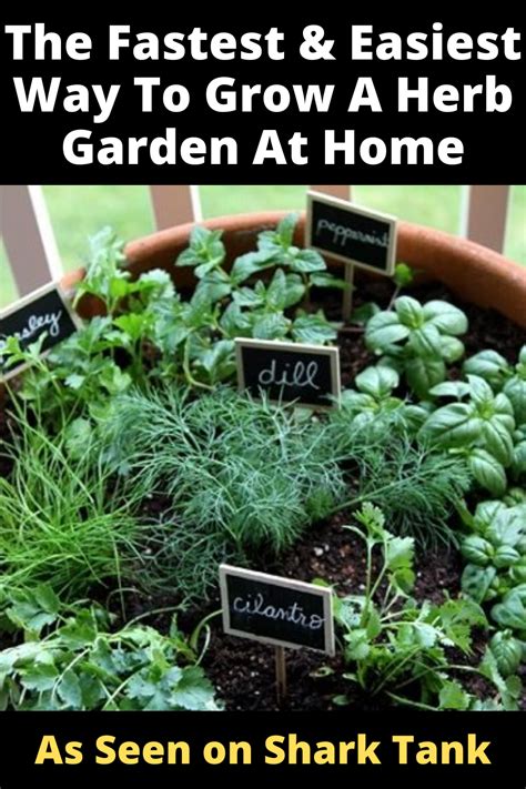 Best Way To Grow A Herb Garden Container Gardening Vegetables Herb