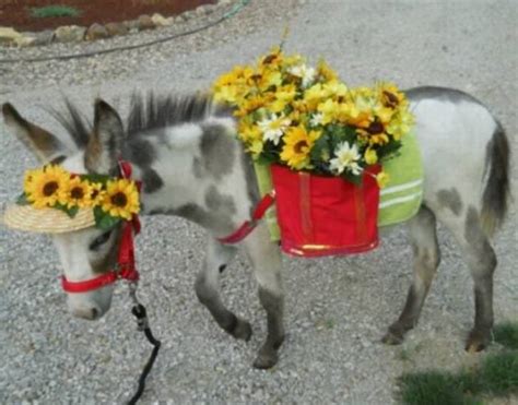 Adorable Mini Donkeys Are Here To Make Your Day