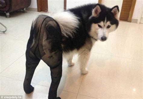 Paws In Pantyhose Disturbing New Craze For Dressing Dogs In Stockings