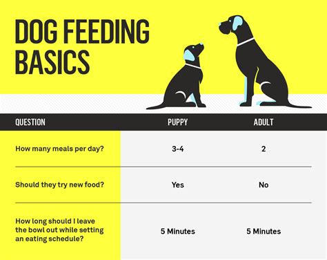 How Much Should I Feed My Dog Your Dogs Complete Nutrition Guide