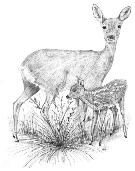 Pin By Ellen Bounds On Fawn Sketches Deer Drawing Deer Sketch