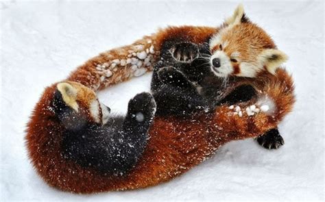 60 Beautiful Pictures Of Animal In The Snow Snow Animals Red Panda