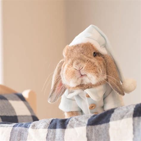 Meet Puipui The World S Most Stylish Bunny Animals Artofit
