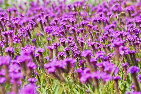 Meadow Of Purple Flowers Wallpapers Wallpaper Cave