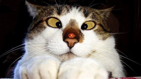 Прикольные картинки с котами 65 фото Смешные фото котов Кото мемы