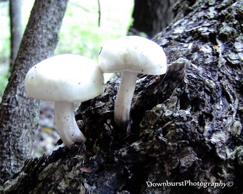 White Mushroom Wild Mushrooms Nature Photography Outdoor