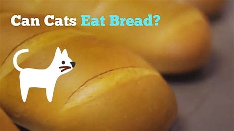 Can Cats Eat Bread How Good Is This Food For Your Kitten Youtube