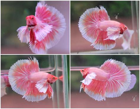 Dumbo ear or elephant ear betta fish in the video is a juvenile, he is housed in aquarium which is 5 gallon. Pin on Betta Beauties