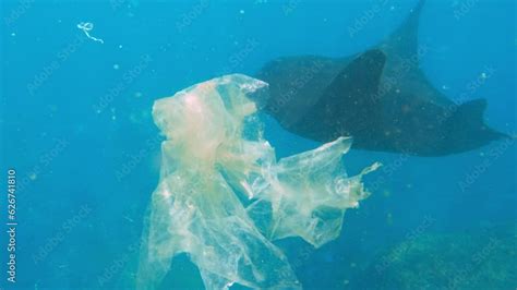 Plastic Bags In Clear Water Huge Sea Manta Ray Floats Ocean Plastic