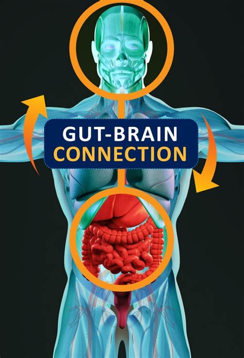 Gut Brain Connection How The Gut Affects The Brain Stephanie Troy