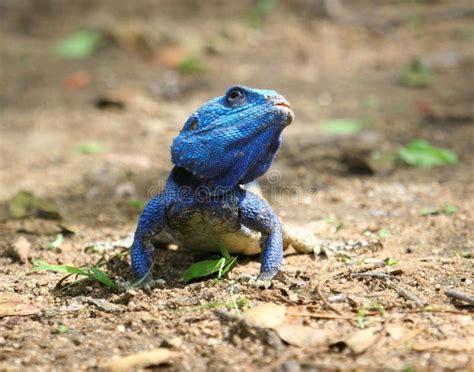 Blue Headed Tree Agama Lizard Stock Photo Image 42351573