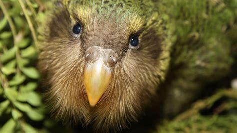 Kākāpō Parrots Return To Mainland New Zealand Popular Science
