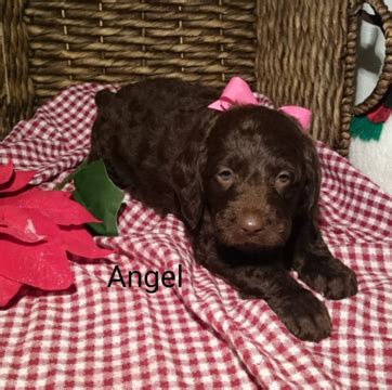 With our unique bloodline and versatile breeding program, we've produced pudelpointers that are elite pointing dogs. View Ad: German Shorthaired Pointer-Poodle (Standard) Mix ...