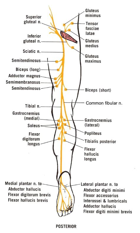 Nerves Of The Leg And Hip