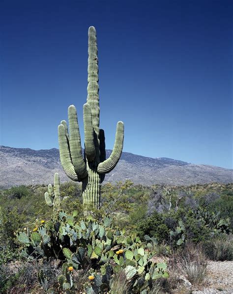 Fotos Gratis Paisaje Desierto Montaña Cactus Desierto Flor