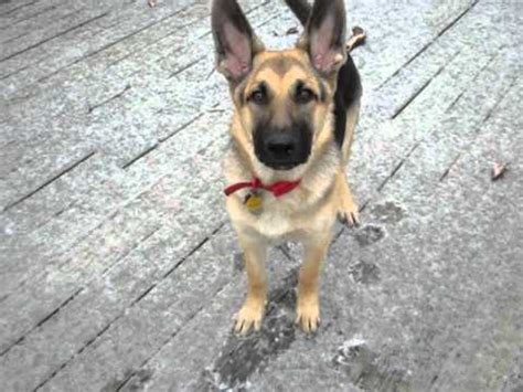 We did not find results for: Adorable 6 month old German Shepherd puppy sees snow for ...