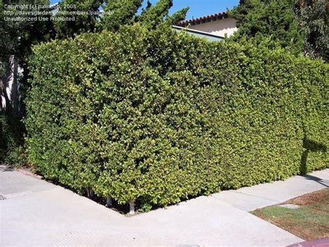 Evergreen trees all evergreen trees. PlantFiles Pictures: Cuban Laurel, Indian Laurel Fig ...