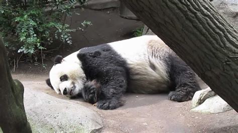 Giant Panda Poo Youtube