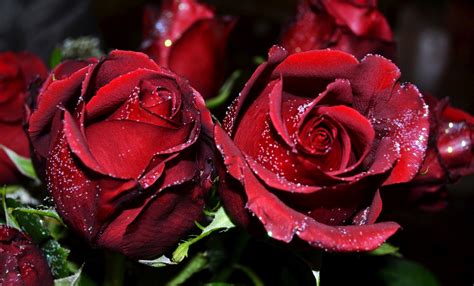 The Best 10 Red Rose Flowers Image Download Wallpaper Hd Kratos Wallpaper