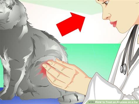 How To Treat An Abscess On A Cat 11 Steps With Pictures