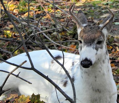 Piebald Whitetail Deer Confused For Calf In Grand View Outdoors
